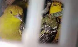 Karantina Lampung sita 282 ekor burung tanpa dokumen Karantina Lampung sita 282 ekor burung tanpa dokumen