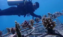 KKP rehabilitasi terumbu karang ekosistem perairan Pulau Pieh KKP rehabilitasi terumbu karang ekosistem perairan Pulau Pieh