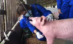 Kementan minta peternak perkuat biosekuriti cegah demam babi Afrika Kementan minta peternak perkuat biosekuriti cegah demam babi Afrika