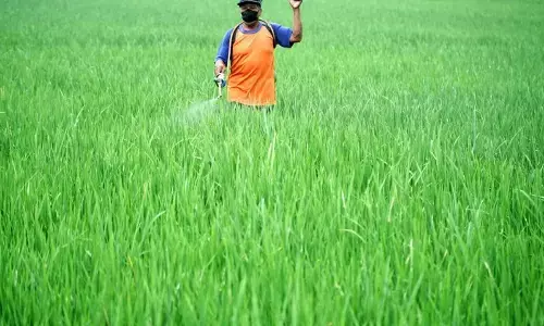 Menggeser fokus dari beras ke industri padi modern Menggeser fokus dari beras ke industri padi modern