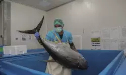 BPJPH dorong sertifikasi halal perikanan untuk perluas pasar