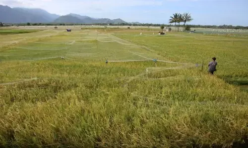Indonesia di ambang `Proklamasi Swasembada Beras 2025` Indonesia di ambang `Proklamasi Swasembada Beras 2025`