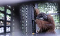YAD bersama BKSDA Jabar-Kalbar kembalikan orang utan ke Kaltim YAD bersama BKSDA Jabar-Kalbar kembalikan orang utan ke Kaltim