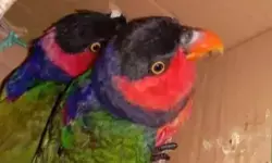 BKSDA Maluku gagalkan upaya penyelundupan satwa lindung BKSDA Maluku gagalkan upaya penyelundupan satwa lindung