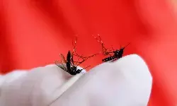 Orang tua wajib waspada, DBD pada anak bisa berkembang cepat