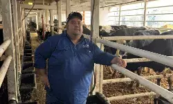 Sapi perah Australia bantu program pangan nasional