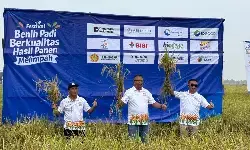 PT Sang Hyang Seri Tegaskan Benih Bersertifikat Tingkatkan Panen