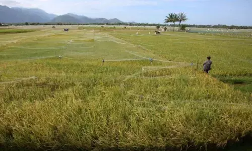 Menuju swasembada beras yang berkesinambungan Menuju swasembada beras yang berkesinambungan
