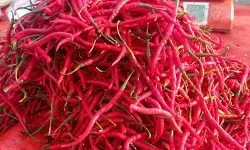 Harga cabai di Lebak alami kenaikan