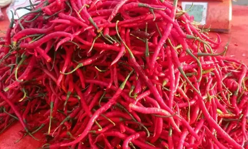 Harga cabai di Lebak alami kenaikan Harga cabai di Lebak alami kenaikan