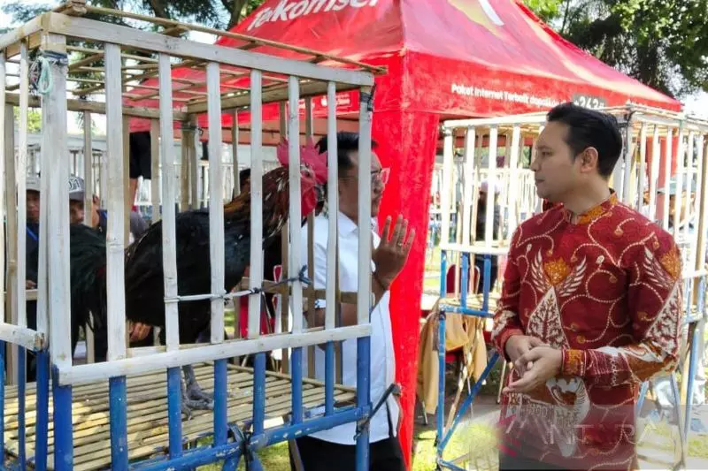 Pemkab Cianjur jadikan kontes ayam pelung sebagai agenda tahunan Pemkab Cianjur jadikan kontes ayam pelung sebagai agenda tahunan