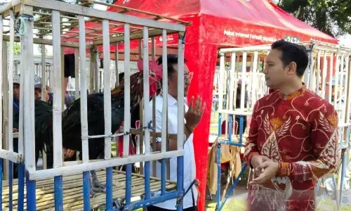 Pemkab Cianjur jadikan kontes ayam pelung sebagai agenda tahunan Pemkab Cianjur jadikan kontes ayam pelung sebagai agenda tahunan
