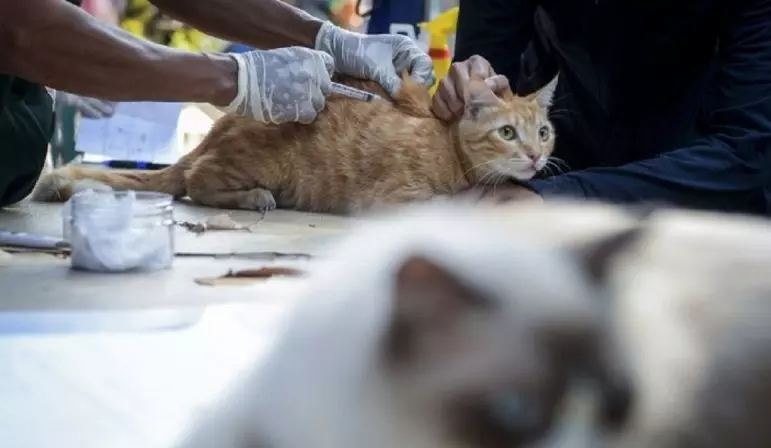 DKP Tangerang: Vaksinasi rabies gratis hewan peliharaan di puskeswan DKP Tangerang: Vaksinasi rabies gratis hewan peliharaan di puskeswan