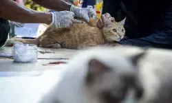 DKP Tangerang: Vaksinasi rabies gratis hewan peliharaan di puskeswan