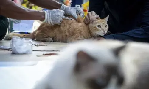 DKP Tangerang: Vaksinasi rabies gratis hewan peliharaan di puskeswan DKP Tangerang: Vaksinasi rabies gratis hewan peliharaan di puskeswan