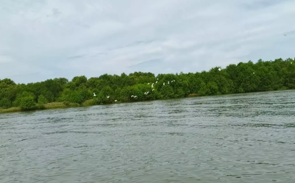 Inilah Pulau Burung SM Karang Gading/Langkat Timur Laut yang belum banyak diketahui Inilah Pulau Burung SM Karang Gading/Langkat Timur Laut yang belum banyak diketahui