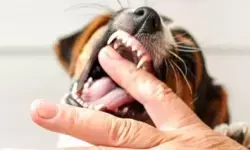 Cuci luka jadi pertolongan pertama kasus gigitan hewan penular rabies