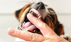 Cuci luka jadi pertolongan pertama kasus gigitan hewan penular rabies
