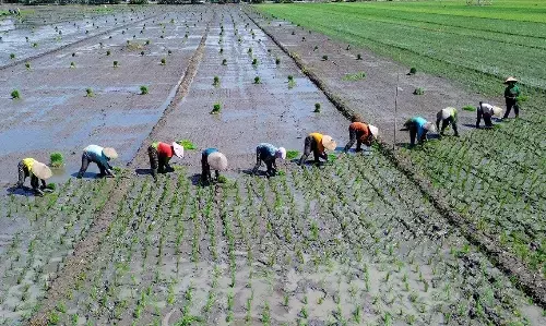 Hari Tani: Momentum reforma agraria, hilirisasi, dan lumbung pangan Hari Tani: Momentum reforma agraria, hilirisasi, dan lumbung pangan