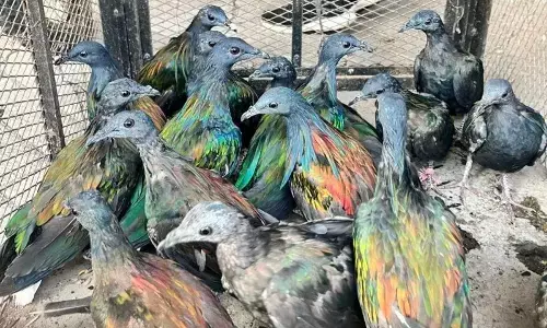 Kemenhut bongkar jual beli burung dilindungi di Sulsel Kemenhut bongkar jual beli burung dilindungi di Sulsel