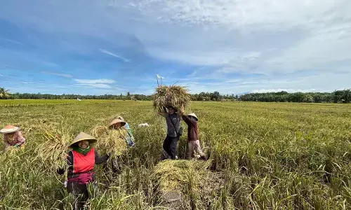 BULOG jaga stok nasional dengan komitmen serap gabah