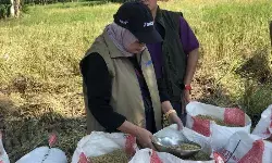 Bulog serap gabah petani di OKI Sumsel sesuai HPP