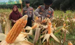 Panen raya jagung Polri kuartal III hasilkan 7.153 ton