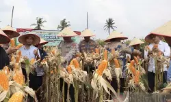 Polres Lamsel sebut panen raya jagung langkah dukung ketahanan pangan