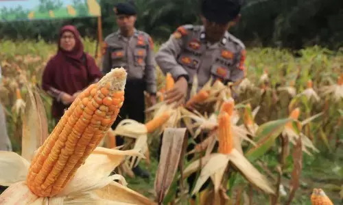 Panen raya jagung Polri kuartal III hasilkan 7.153 ton