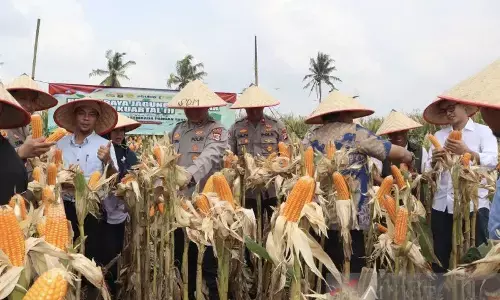 Polres Lamsel sebut panen raya jagung langkah dukung ketahanan pangan Polres Lamsel sebut panen raya jagung langkah dukung ketahanan pangan