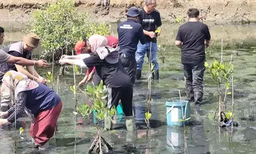 ASPPI tanam mangrove peringati hari pariwisata sedunia