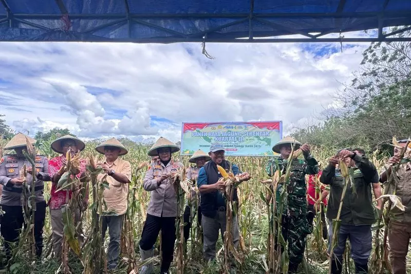 Bulog Maluku serap enam ton jagung dari panen raya di Buru Bulog Maluku serap enam ton jagung dari panen raya di Buru