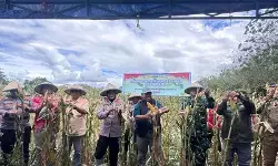Bulog Maluku serap enam ton jagung dari panen raya di Buru Bulog Maluku serap enam ton jagung dari panen raya di Buru