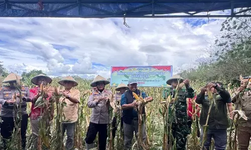 Bulog Maluku serap enam ton jagung dari panen raya di Buru Bulog Maluku serap enam ton jagung dari panen raya di Buru