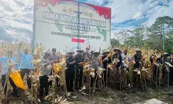 Polda Papua Panen Raya Jagung Kuartal III di Kampung Aib Kemtuk, Jayapura Polda Papua Panen Raya Jagung Kuartal III di Kampung Aib Kemtuk, Jayapura