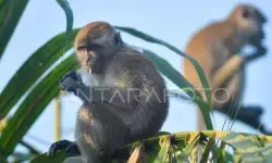 DPKP: Puluhan hektare lahan pertanian DIY diserang monyet ekor panjang
