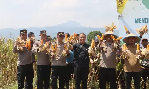 Polres Pemalang gelar panen jagung di lahan Technopark Randudongkal Polres Pemalang gelar panen jagung di lahan Technopark Randudongkal