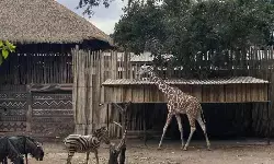 Pemkot Bandung desak Bandung Zoo lunasi tunggakan sewa