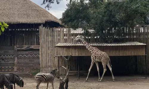 Pemkot Bandung desak Bandung Zoo lunasi tunggakan sewa