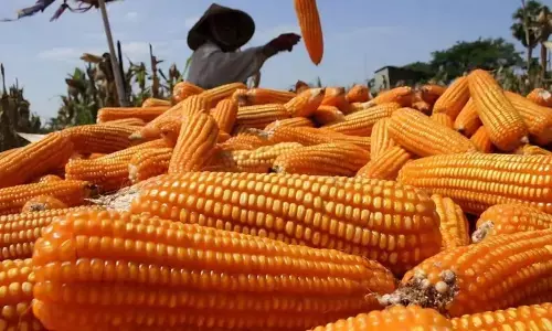 BPS prediksi produksi jagung capai 1,39 juta ton pada Agustus 2025 BPS prediksi produksi jagung capai 1,39 juta ton pada Agustus 2025