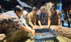 Rayakan HUT ke-33, Sea World Ancol hadirkan biota baru ikan hiu berjalan Rayakan HUT ke-33, Sea World Ancol hadirkan biota baru ikan hiu berjalan