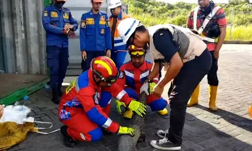 Petugas evakuasi trenggiling dari peti kemas kosong di Kotawaringin