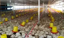 Peternak ayam di Aceh tanggung kerugian Rp800 juta akibat listrik padam