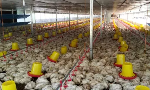 Peternak ayam di Aceh tanggung kerugian Rp800 juta akibat listrik padam Peternak ayam di Aceh tanggung kerugian Rp800 juta akibat listrik padam