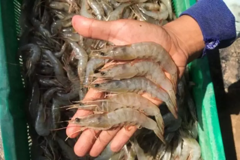 KKP: Sektor hulu rantai produksi udang RI aman cemaran radioaktif