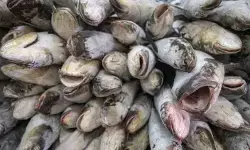 KKP jamin mutu dan kualitas produk perikanan ke Arab Saudi