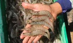 KKP: Sektor hulu rantai produksi udang RI aman cemaran radioaktif