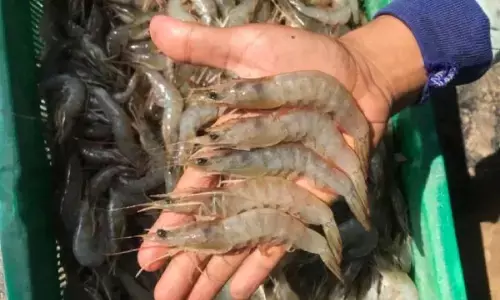 KKP: Sektor hulu rantai produksi udang RI aman cemaran radioaktif KKP: Sektor hulu rantai produksi udang RI aman cemaran radioaktif