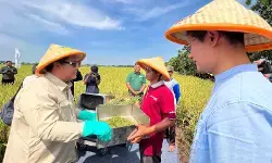 Bappenas dorong kembangkan padi hibrida hadapi produktivitas pertanian
