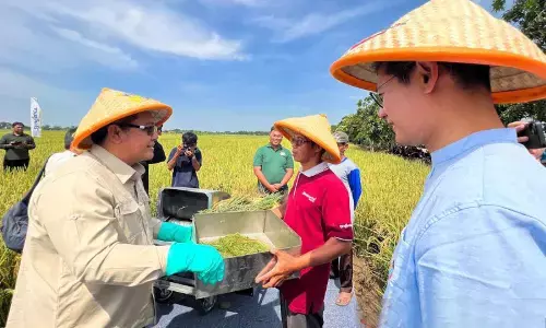 Bappenas dorong kembangkan padi hibrida hadapi produktivitas pertanian Bappenas dorong kembangkan padi hibrida hadapi produktivitas pertanian